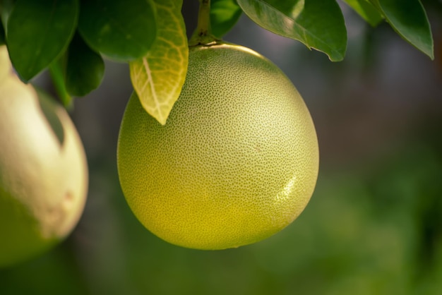 Reife Pampelmusenfrüchte hängen an den Bäumen im Zitrusgarten Ernte tropischer Pampelmusen im Obstgarten Pampelmuse ist das traditionelle Neujahrsessen in China, das Glück bringt