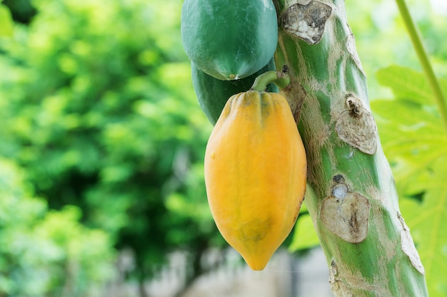 Reife Papaya im Papayabaum.