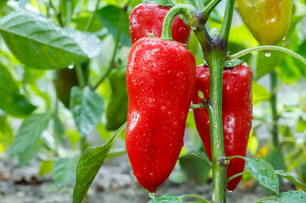 Reife Paprika mit Wassertropfen, die auf dem Gartenbett wachsen. Bulgarische oder Paprikapflanze.