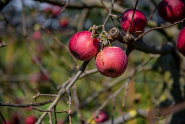 Reife Äpfel am Baum