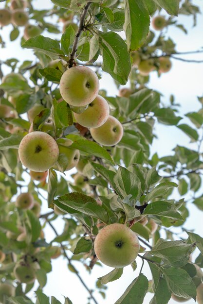 Reife Äpfel auf einem Ast gegen den Himmel