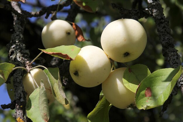 Reife Äpfel auf einem Ast, rote Äpfel auf einem Baum im Garten