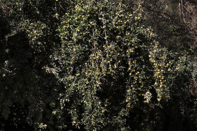 Reife Äpfel, die in einem Baum hängen