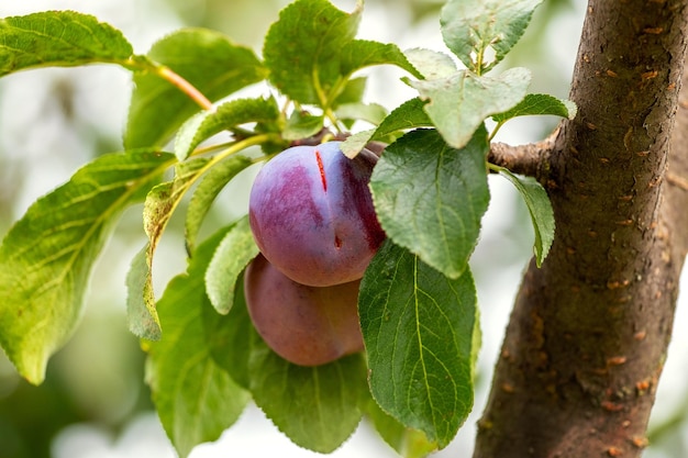 Reife Pflaumen im Garten auf einem Baum Pflaumen ernten