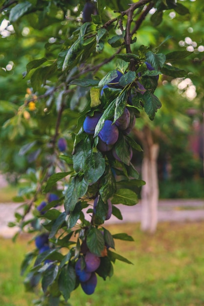 Reife Pflaumen im Garten Selektive Fokussierung