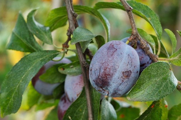 Reife Pflaumenfrucht, die im Sommertag am Baum hängt Geringe Schärfentiefe