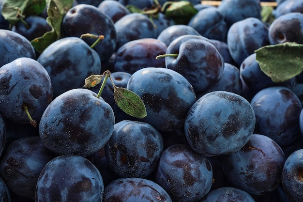 Reife Pflaumenpflaumen mit mehreren Blättern, Nahaufnahme Foto von Lebensmittelfruchtpflaumen Texturhintergrund von frischen blauen Pflaumen Fruchtproduktbild