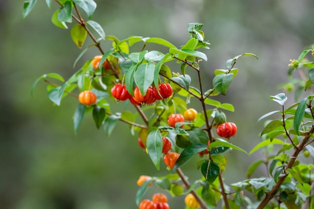 Reife Pitanga-Früchte Eugenia unifloraon am Baum und verschwommener Hintergrund