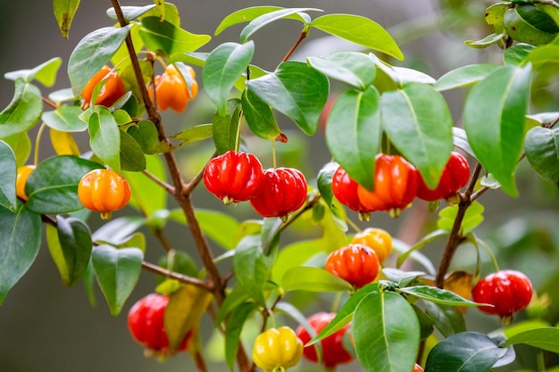 Reife Pitanga-Früchte Eugenia unifloraon am Baum und verschwommener Hintergrund