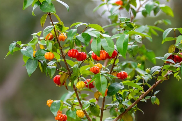 Reife Pitanga-Früchte Eugenia unifloraon am Baum und verschwommener Hintergrund