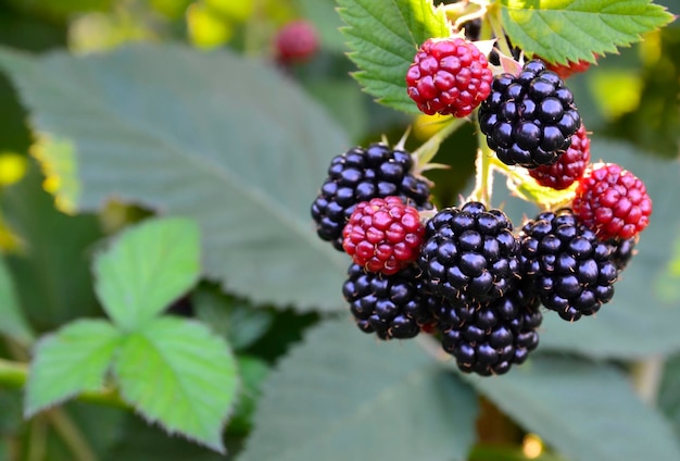 Reife, reifende und unreife Brombeeren auf Brombeerstrauch im Garten.Rubus fruticosus.