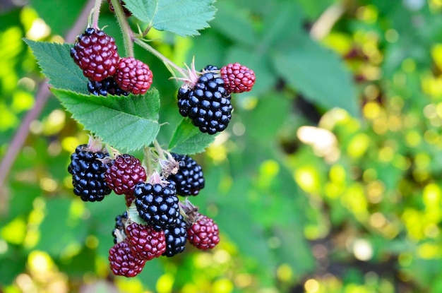 Foto reife, reifende und unreife brombeeren auf brombeerstrauch im garten.rubus fruticosus.