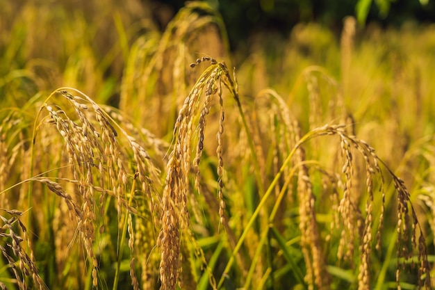 Reife Reisähren auf einem Feld im Hintergrund des Sonnenlichts.