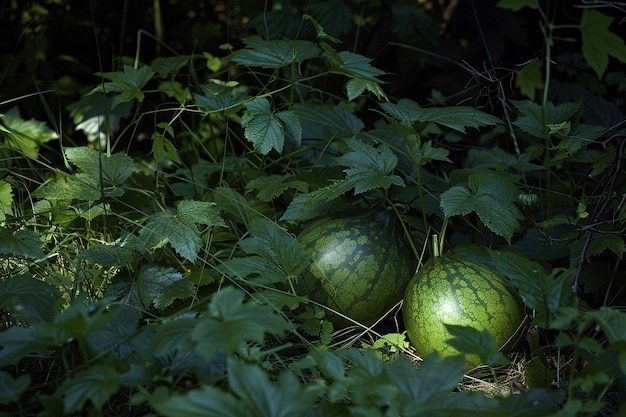 Reife Reverie, eine verlockende Wassermelone