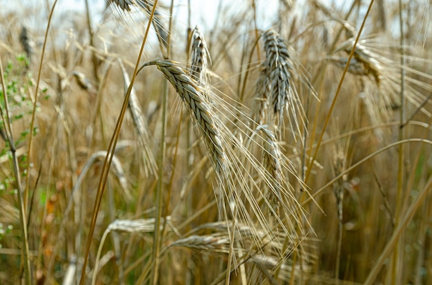 reife Roggenähren im Feld