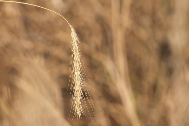 reife Roggenohr auf dem Feld