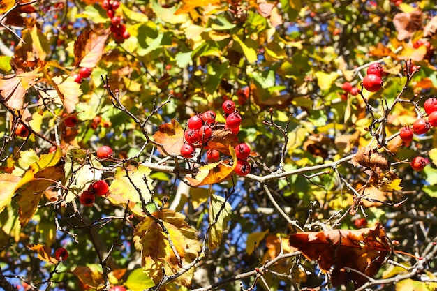 Reife rote Beeren der Pflanze Crataegus laevigata. Midland Weißdorn, Mayflower Früchte im Herbstpark.