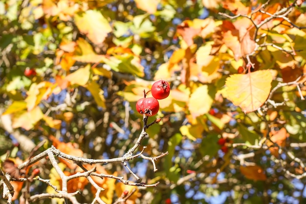 Reife rote Beeren der Pflanze Crataegus laevigata. Midland Weißdorn, Mayflower Früchte im Herbstpark.