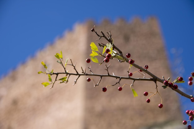 Reife rote Beeren mit einem Schloss dahinter auf verschwommenem Hintergrund