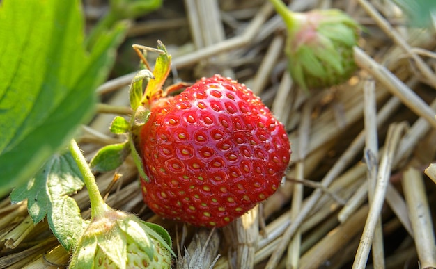 Reife rote Erdbeere wächst hautnah auf dem Feld