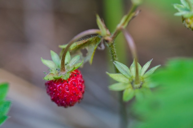 Reife, rote Erdbeeren.