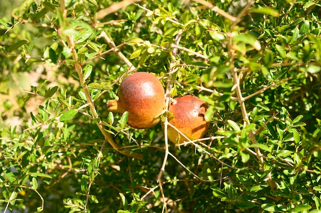 Reife rote Granatäpfel wachsen auf einem Ast im Garten