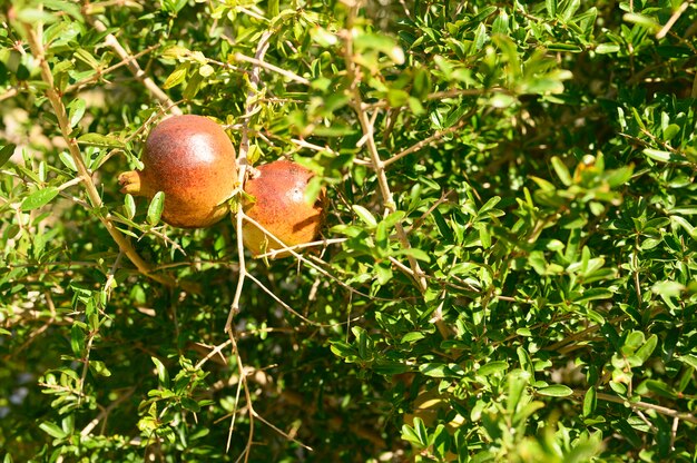 Reife rote Granatäpfel wachsen auf einem Ast im Garten