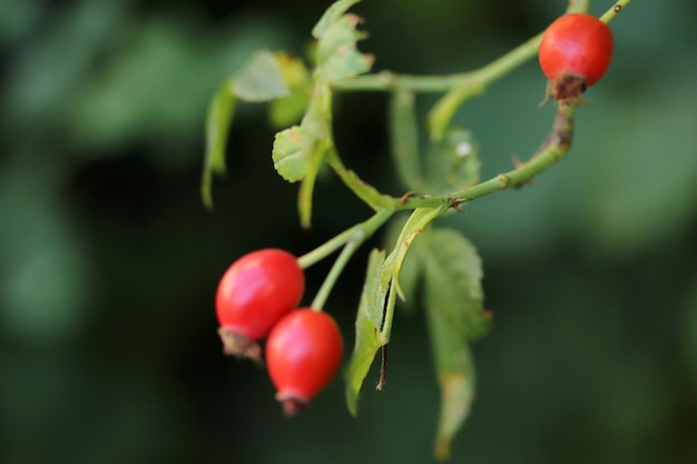 Reife rote Hagebutte der Nahaufnahme