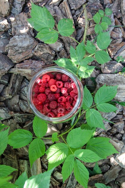 Reife rote Himbeeren