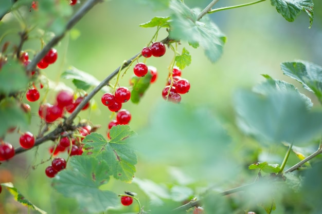 Reife rote Johannisbeere am Busch