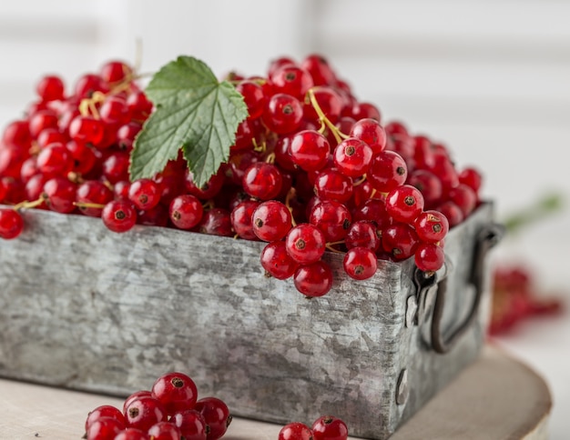 Reife rote Johannisbeeren Nahaufnahme