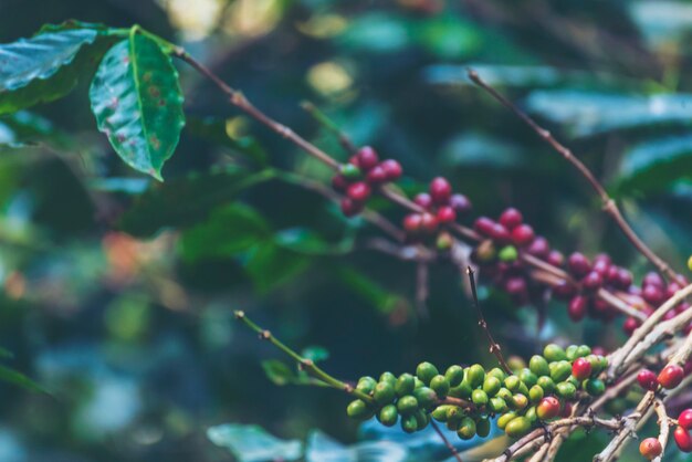 Reife rote Kaffeebohne Beerenpflanze frisches Samenkaffeebaumwachstum in grünem Öko-Bio-Bauernhof