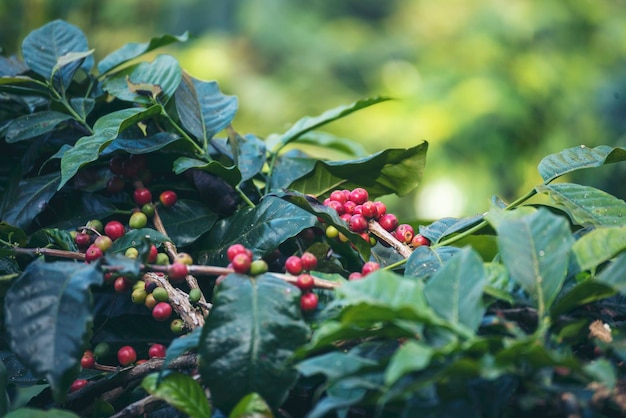 Reife rote Kaffeebohne Beerenpflanze frisches Samenkaffeebaumwachstum in grünem Öko-Bio-Bauernhof