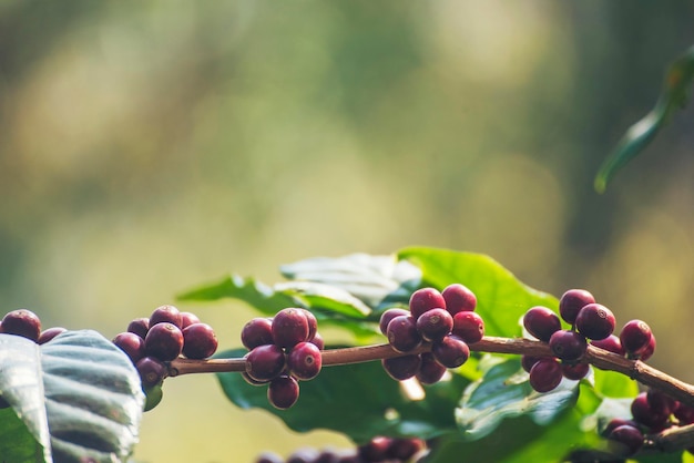 Foto reife rote kaffeebohne beerenpflanze frisches samenkaffeebaumwachstum in grünem öko-bio-bauernhof