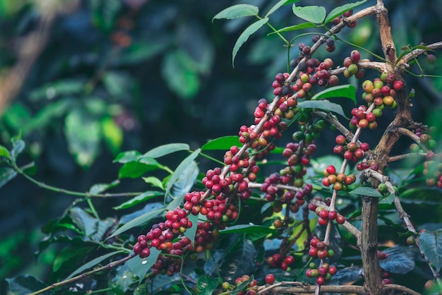 Reife rote Kaffeebohne Beerenpflanze Wachstum des frischen Samenkaffeebaums in grünem Öko-Biobauernhof Nahaufnahme der roten reifen Samen robusta arabica Beerenernte für den Kaffeegarten Frische Kaffeebohne grüner Blattstrauch