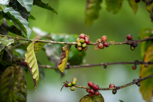 Foto reife rote kaffeebohne beerenpflanze wachstum des frischen samenkaffeebaums in grünem öko-biobauernhof nahaufnahme der roten reifen samen robusta arabica beerenernte für den kaffeegarten frische kaffeebohne grüner blattstrauch