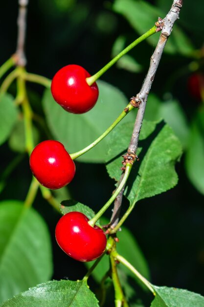 Reife rote Kirschen auf einem Ast in Nahaufnahme. Reife rote Kirschen auf einem Ast in Nahaufnahme