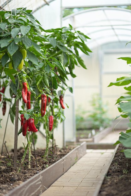 Reife rote Paprika wächst im hellen Gewächshaus