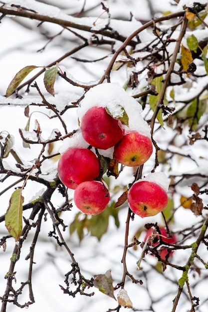 Reife rote Äpfel auf einem Baum im Schnee