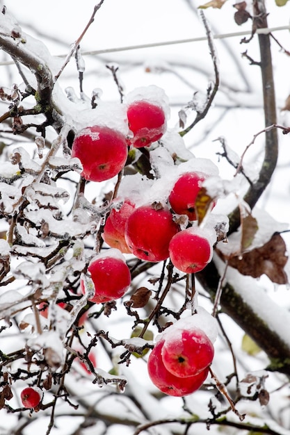 Reife rote Äpfel auf einem Baum im Schnee