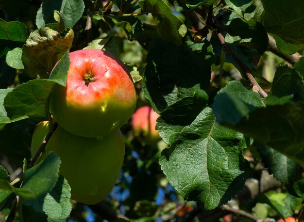 Reife rote Äpfel auf einer Zweigniederlassung an einem sonnigen Tag, bereit zur Ernte.
