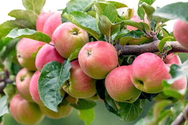 Reife rote Äpfel im Garten auf einem Baum Apfelernte