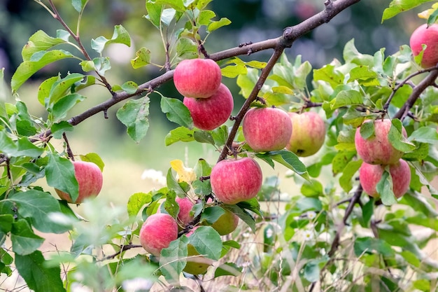 Reife rote Äpfel im Garten auf einem Baum Apfelernte