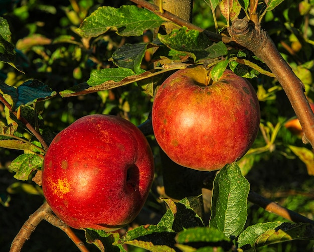 Reife rote Äpfel sind von Schorf befallen