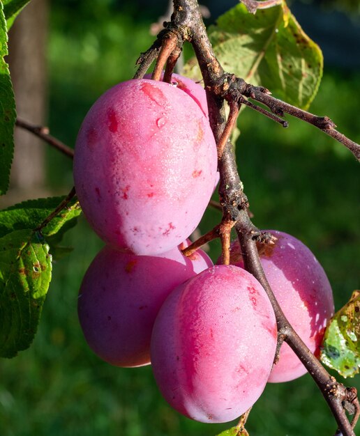 Reife rote Pflaumen auf dem Ast im Sonnenschein