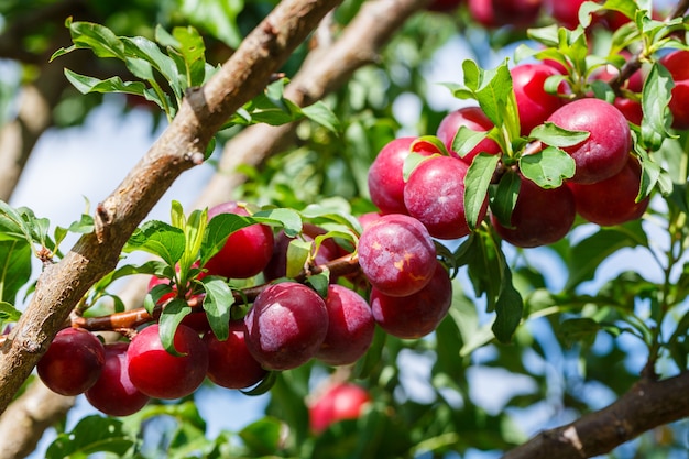 Reife rote Pflaumenfrucht auf dem Baum
