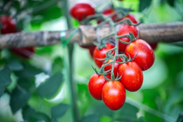 Reife rote Tomate bei der Gewächshauslandwirtschaft