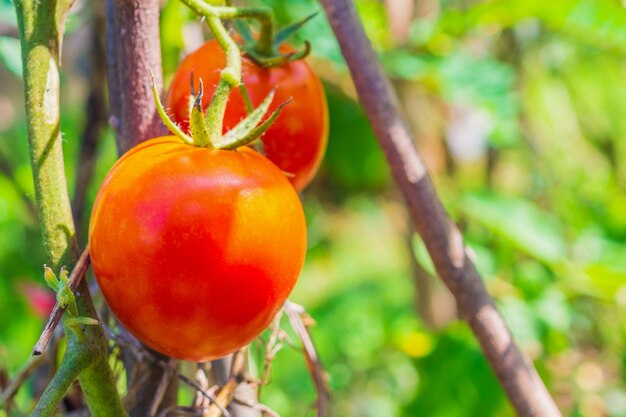 Reife rote Tomate im Bio-Garten