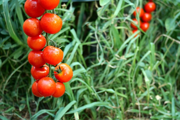 Reife rote Tomaten, die am grünen Laub, hängend am Tomatenbusch im Garten hängen.