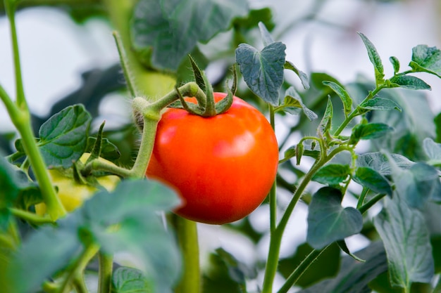 Reife rote Tomaten, die im Gewächshaus wachsen